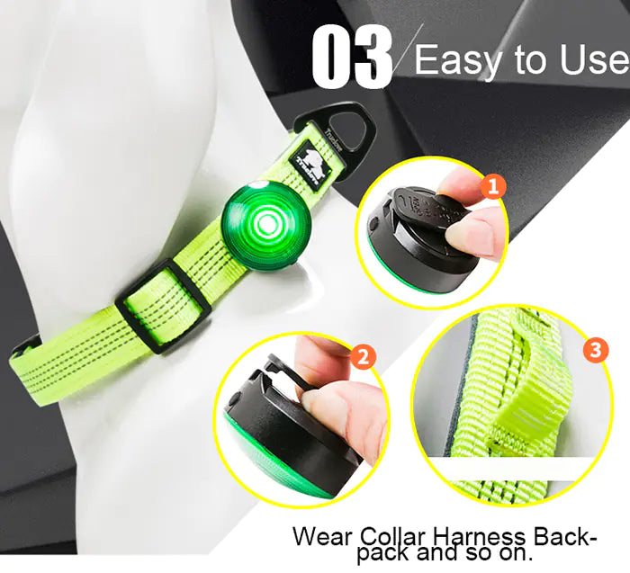Night-time LED Safety Dog Collar